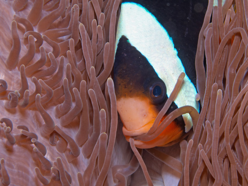 Tomato Anemone Fish